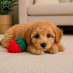 Bella/Cavapoo									Puppy/Female	/11 Weeks,Are you looking for an awesome puppy ? This one would love to be your buddy !! Bred to bring joy and love to your life !!