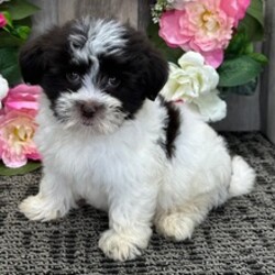 Adopt a dog:Isabell/Havanese/Female/May 4, 2026,Hi, I'm Isabell! I'm an 11-week-old female Havanese with a beautiful chocolate coat, born on May 4. I am ready now to plan my trip to my forever family. Once I reach my adult size, I'm expected to weigh between 8–14 lbs. I'm AKC registered. I'm ready to be your furry sidekick and best friend.