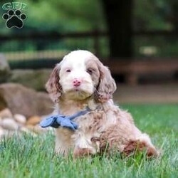 Oakley/Cockapoo									Puppy/Male	/9 Weeks,Hi, my name is Oakley, and I’m an absolutely adorable Cockapoo puppy with a sweet personality and a heart full of love! I’m playful, affectionate, and always ready to brighten your day with my happy spirit. I love exploring new places, playing with my favorite toys, and spending time with the people I love most. After a fun-filled day of adventures, my favorite place is right by your side, soaking up cuddles and attention. With my soft, fluffy coat, expressive eyes, and irresistible Cockapoo charm, I’m sure to capture your heart from the moment we meet. I’m intelligent, eager to please, and ready to become a loyal companion who will fill your home with love, laughter, and unforgettable memories.
