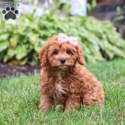 Addy/Cavapoo									Puppy/Female	/13 Weeks,Meet Addy, the epitome of charm and cuteness in the form of a Cavapoo puppy! She is a delightful blend of energy, intelligence, and affection, ready to prance into your heart and home. Her expressive eyes and wagging tail show the joy and warmth she brings to every interaction. Raised with love and care, she is the perfect fit for families and individuals alike, ready to become a cherished member of your family. With her soft, fluffy coat, she makes the perfect little snuggle buddy. Thanks to her Poodle heritage, she is intelligent and quick to pick up on new things, making her easy to train and adaptable to a variety of situations.