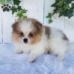 Max/Pomeranian									Puppy/Male	/10 Weeks,Meet Max! This beautiful pomeranian puppy is very friendly and playful. He is being family raised and is used to being around children. Max has been vet checked and is up-to-date on shots and deworming. This cutie is ready for his new home! You can call or text us for more information or to schedule a visit. 