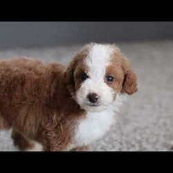 Murphy (tiny)/Mini Bernedoodle									Puppy/Male	/9 Weeks,Murphy is a handsome merle Micro Mini Bernedoodle puppy from Paw Tale Puppies, a wonderful example of one of today’s most beloved companion breeds. The Micro Mini Bernedoodle is a cross between the Bernese Mountain Dog and the Miniature or Toy Poodle, a thoughtful pairing that brings together the gentle, affectionate temperament of the Berner with the intelligence and lower-shedding coat of the Poodle. The result is a compact, sturdy companion that fits beautifully into a wide range of homes and lifestyles.