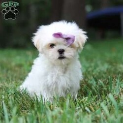 Claudia/Lhasa Apso									Puppy/Female	/11 Weeks,Meet Claudia, an ACA Lhasa Apso puppy with a soft, fluffy coat and a friendly, affectionate personality. She enjoys spending time with people, playing with toys, and exploring her surroundings. Claudia has been raised with care and attention and is well on her way to becoming a loving companion for her new family.
