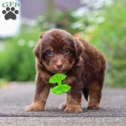 Walter/Mini Aussiedoodle									Puppy/Male	/7 Weeks,Hi, my name is Walter, and I’m an absolutely adorable Mini Aussiedoodle puppy with a happy personality and a heart full of love! I enjoy exploring new places, learning new things, and spending time with the people around me. Whether I’m playing with my favorite toys, going on little adventures, or curling up for cozy snuggles after a fun-filled day, I’m happiest when I’m surrounded by love and attention. With my soft, fluffy coat, bright, expressive eyes, and irresistible charm, I’m sure to bring joy and laughter wherever I go. I can’t wait to find my forever family and fill every day with love, companionship, and unforgettable memories.