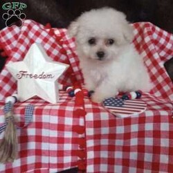 Callie/Bichon Frise									Puppy/Female	/May 13th, 2026,Callie is a wee tiny baby girl of 1.1 lbs doesn’t seem to know she is the smallest! She is a very adventurous and inquisitive playful little cuddle bug. She is started on her puppy pad training and is eating very well! Callie had her 6 wk check up at the vet, where she also got her vaccinations and her health certificate. She will have her 1 yr. health guarantee, a sample bag of food, some puppy pads and her birth certificate with her when she goes to her forever home. I have transportation options available. Callie would love to meet you and give you lots of sweet puppy kisses!