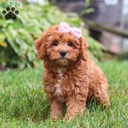 Addy/Cavapoo									Puppy/Female	/13 Weeks,Meet Addy, the epitome of charm and cuteness in the form of a Cavapoo puppy! She is a delightful blend of energy, intelligence, and affection, ready to prance into your heart and home. Her expressive eyes and wagging tail show the joy and warmth she brings to every interaction. Raised with love and care, she is the perfect fit for families and individuals alike, ready to become a cherished member of your family. With her soft, fluffy coat, she makes the perfect little snuggle buddy. Thanks to her Poodle heritage, she is intelligent and quick to pick up on new things, making her easy to train and adaptable to a variety of situations.