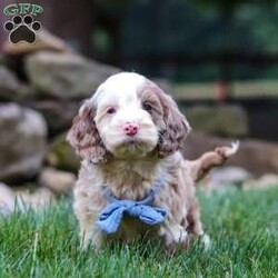 Oakley/Cockapoo									Puppy/Male	/9 Weeks,Hi, my name is Oakley, and I’m an absolutely adorable Cockapoo puppy with a sweet personality and a heart full of love! I’m playful, affectionate, and always ready to brighten your day with my happy spirit. I love exploring new places, playing with my favorite toys, and spending time with the people I love most. After a fun-filled day of adventures, my favorite place is right by your side, soaking up cuddles and attention. With my soft, fluffy coat, expressive eyes, and irresistible Cockapoo charm, I’m sure to capture your heart from the moment we meet. I’m intelligent, eager to please, and ready to become a loyal companion who will fill your home with love, laughter, and unforgettable memories.