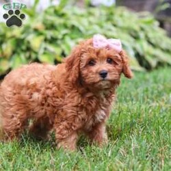 Addy/Cavapoo									Puppy/Female	/13 Weeks,Meet Addy, the epitome of charm and cuteness in the form of a Cavapoo puppy! She is a delightful blend of energy, intelligence, and affection, ready to prance into your heart and home. Her expressive eyes and wagging tail show the joy and warmth she brings to every interaction. Raised with love and care, she is the perfect fit for families and individuals alike, ready to become a cherished member of your family. With her soft, fluffy coat, she makes the perfect little snuggle buddy. Thanks to her Poodle heritage, she is intelligent and quick to pick up on new things, making her easy to train and adaptable to a variety of situations.