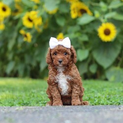 Dolly/Miniature Poodle									Puppy/Female	/7 Weeks,Meet Dolly, an absolutely adorable AKC Mini Poodle puppy with a playful personality and a heart full of love! This sweet little girl loves exploring new places, playing with her favorite toys, and making new friends wherever she goes. Whether she’s enjoying a fun adventure or snuggling up for cuddle time, she’s happiest by your side. With her soft, curly coat, bright eyes, and affectionate nature, she’s sure to steal your heart from the very first moment you meet her. Ready to bring endless love, laughter, and companionship, this precious little pup can’t wait to become a cherished member of her forever family!