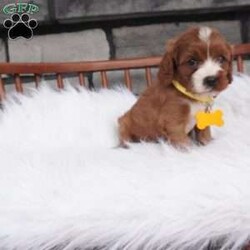 Bessie/Cavapoo									Puppy/Female	/7 Weeks,hey i am Bessie , i am bashful , and a wee it shy but don’t worry i warm up pretty quickly with a little time and once i get to know you 