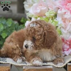 Kyle/Toy Poodle									Puppy/Male	/9 Weeks,Welcome to the King family! We have an adorable litter of 5 Toy Poodle puppies currently available; 3 boys & 2 girls. The mother and puppies are all in home family raised. All puppies come fully vet checked with shots and dewormer, paperwork, 30 day health guarantee, small bag of puppy food & more. The Toy Poodle dog breed is a perfect choice for someone wanting a small full grown dog, zero shedding & hypoallergenic, great family personality dog for children as well. Toy Poodles love a great mix of cuddles and playtime! Give us a call today to reserve yours!