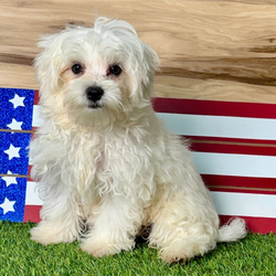 Ivan/Maltese/Female/April 30, 2026