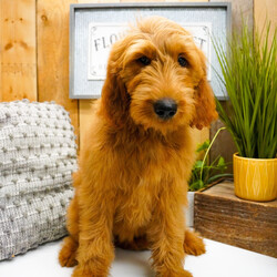 Adopt a dog:Avery/Goldendoodle/Female/April 22, 2026,Hi, I'm Avery! I'm a 15-week-old female Goldendoodle. My dad is a Poodle and my mom is a Golden Retriever. I have a beautiful red coat, and I was born on April 22. I am ready now to plan my trip to my forever family. I'm UABR registered. My heart is big, my paws are tiny, and I'm ready to love you endlessly.