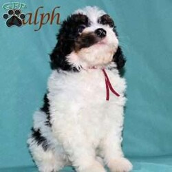 Ralph/Mini Bernedoodle									Puppy/Male	/May 22nd, 2026,Male Mini Bernedoodle puppy that is family raised and well socialized.  Both parnets are genetic health tested.   