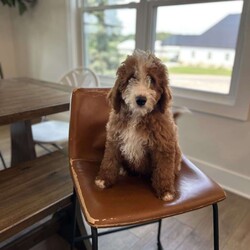 Rex/Mini Bernedoodle									Puppy/Male	/14 Weeks,Meet Rex!   He is our very energetic but sweet mini Bernedoodle! Rex loves exploring but comes back to make sure your close.  He will make a great addition to your home.  His mother Zoey is an F1b Bernedoodle and his father Jerry is a 13# poodle.  Zoey is very gentle and loyal, and Rex will be the same!  Rex will be 30-45#.  Message to set up a time to visit or FaceTime with Rex!