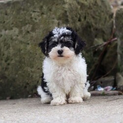 Brodie/Maltipoo									Puppy/Male	/10 Weeks,Hi, my name is Brodie! I am an adorable F1 Maltipoo puppy who was born on June 15, 2026. I am a sweet, playful little boy with a loving personality and a happy, friendly nature. I have been well socialized and love spending time with people. Whether I’m playing with my favorite toys, exploring my surroundings, getting lots of attention, or curling up for some cuddles, I’m happiest when I’m with my people!
