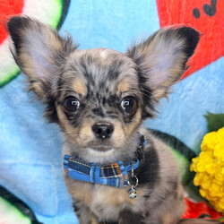 Adopt a dog:Finley/Chihuahua/Female/,Hi, I'm Finley! I'm a 17-week-old male Chihuahua with a beautiful black & tan coat, born on April 27. I am ready now to plan my trip to my forever family. Once I reach my adult size, I'm expected to weigh between 3–6 lbs. I'm CKC registered. I'm ready to be your best friend and cuddle buddy for life.