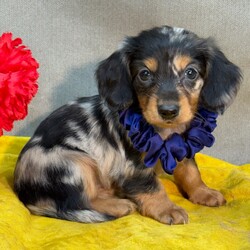 Adopt a dog:Savanna/Dachshund/Female/,Hi, I'm Savanna! I'm a 6-week-old female Dachshund with a beautiful silver dapple coat, born on July 14. I'll be ready to go home to my forever family after September 9, once I'm grown enough to leave my litter. When I reach my adult size, I should weigh between 9–10 lbs. I'm AKC registered. I'm ready to make your house feel like a home with my cuddly love.
