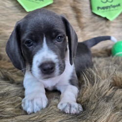 Adopt a dog:Jessie/Beagle/Female/,Hi, I'm Jessie! I'm an 8-week-old female Beagle with a beautiful blue & white coat, born on June 27. I am ready now to plan my trip to my forever family. Once I reach my adult size, I'm expected to weigh between 10–25 lbs. I'm ACA registered. My little paws are itching to meet my forever family.