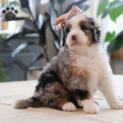 Quincy/Mini Bernedoodle									Puppy/Female	/July 27th, 2026,Are you looking to add joy to your life with a curly haired and playful friend? Then our f1 mini bernedoodle Quincy might be the puppy for you. We like Quincy because of her bright eyes, her beautiful merle coat, and her friendly personality. Her dad, Tundra, is a mini poodle weighing 15 pounds. Her mom, Oakley,  is our Bernese Mountain Dog and weighs 90 pounds. Her expected full grown weight is 25-50 pounds. Quincy will have been to the vet to ensure that she is in good health, has had her dew claws removed, is up to date on vaccinations and dewormer, and is microchipped. To take along to her new home, she comes with a collar and a small bag of her current puppy food to make her transition easier. She also comes with a one year health guarantee. She will be ready for her new home on September 21. We accept non refundable deposits through PayPal. We are happy to answer any questions concerning our puppies by call or text. We prefer call / texts instead of email if possible. Thank you! Andrew and Savannah King