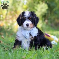 Slinky/Mini Bernedoodle									Puppy/Male	/8 Weeks,Hi, my name is Slinky! I’m an adorable F1 Mini Bernedoodle with a sweet personality, a playful spirit, and so much love to give! I’m the kind of puppy who loves being around people and making every day a little more fun. Whether I’m happily exploring my surroundings, bouncing around during playtime, or curling up for some cozy cuddles, I’m always ready to be part of the action!