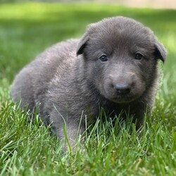 Adopt a dog:Sweetie/German Shepherd Dog/Female/,Hi, I'm Sweetie! I'm a 6-week-old female German Shepherd Dog with a beautiful blue & tan coat, born on July 25. I'll be ready to go home to my forever family after September 19, once I'm grown enough to leave my litter. When I reach my adult size, I should weigh between 50–90 lbs. I'm ICA registered. I hope you're ready for lots of love and a bit of mischief.
