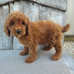 Kent/Poodle/Female/