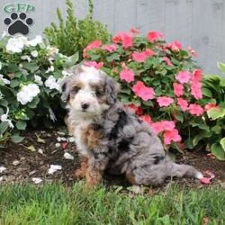 Harmony/Mini Bernedoodle									Puppy/Female	/10 Weeks,Meet this charming multigeneration Miniature Bernedoodle who is started on potty training! They are already mostly going potty outside, think of the time you will save getting a puppy who has potty training as a part of their socialization program! Additionally each puppy comes up to date on shots and dewormer and is vet checked. Please call for more details on how you can add one of our beautiful puppies to your home! 