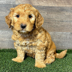 Adopt a dog:Grant/Goldendoodle/Female/,Hi, I'm Grant! I'm an 8-week-old male Goldendoodle. My dad is a Poodle and my mom is a Golden Retriever. I have a beautiful dark golden coat, and I was born on July 8. I am ready now to plan my trip to my forever family. Once I reach my adult size, I'm expected to weigh between 7–60 lbs. I'm ready to bring joy, love, and a sprinkle of puppy mischief.