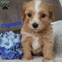 Captain/Toy Poodle Mix									Puppy/Male	/6 Weeks,Meet sweet lil Captain! Family raised well socialized with children and adults caring heart who will always be there comforting you with lots of love! We have 3 children so our fur-babies get lots of attention! Call Susan to schedule a visit im a at home mom so im pretty available! You would get along vet certificate, microchip numbers, health records, warranty that’s good for up to 1 year and a lil baggy food!! 