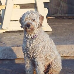 Cece/Mini Goldendoodle									Puppy/Female	/July 19th, 2026,Say hello to these adorable Mini Goldendoodle puppies! They are well socialized, friendly and oh so cute! They are vet checked and they are up to date with their shots and dewormer. You don’t want to miss out on these darlings! Call now!