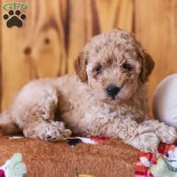 Cece/Mini Goldendoodle									Puppy/Female	/July 19th, 2026,Say hello to these adorable Mini Goldendoodle puppies! They are well socialized, friendly and oh so cute! They are vet checked and they are up to date with their shots and dewormer. You don’t want to miss out on these darlings! Call now!