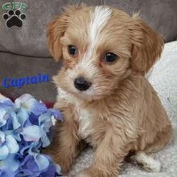 Captain/Toy Poodle Mix									Puppy/Male	/6 Weeks,Meet sweet lil Captain! Family raised well socialized with children and adults caring heart who will always be there comforting you with lots of love! We have 3 children so our fur-babies get lots of attention! Call Susan to schedule a visit im a at home mom so im pretty available! You would get along vet certificate, microchip numbers, health records, warranty that’s good for up to 1 year and a lil baggy food!! 
