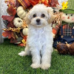 Adopt a dog:Tina/Poodle/Female/,Hi, I'm Tina! I'm a 9-week-old female Poodle with a beautiful apricot coat, born on July 1. I'll be ready to go home to my forever family after September 23, once I'm grown enough to leave my litter. When I reach my adult size, I should weigh between -1–55 lbs. I'm AKC registered. I'm a curious pup who will make every day an adventure.