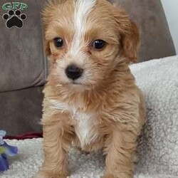 Captain/Toy Poodle Mix									Puppy/Male	/6 Weeks,Meet sweet lil Captain! Family raised well socialized with children and adults caring heart who will always be there comforting you with lots of love! We have 3 children so our fur-babies get lots of attention! Call Susan to schedule a visit im a at home mom so im pretty available! You would get along vet certificate, microchip numbers, health records, warranty that’s good for up to 1 year and a lil baggy food!! 