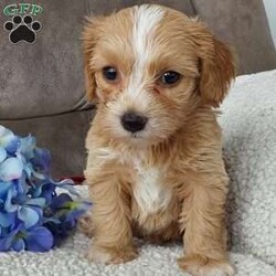 Captain/Toy Poodle Mix									Puppy/Male	/6 Weeks,Meet sweet lil Captain! Family raised well socialized with children and adults caring heart who will always be there comforting you with lots of love! We have 3 children so our fur-babies get lots of attention! Call Susan to schedule a visit im a at home mom so im pretty available! You would get along vet certificate, microchip numbers, health records, warranty that’s good for up to 1 year and a lil baggy food!! 