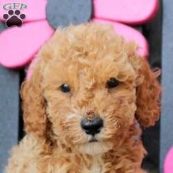 Kai/Mini Goldendoodle									Puppy/Male	/11 Weeks,Kai is a precious Miniature Goldendoodle puppy who is socialized, family raised with children, and ready to meet you! This cutie-pie has been checked out by a vet and is up to date on shots and de-wormer. The breeder will also be providing a 30 day health guarantee when Kai heads home with his forever family.