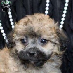 Victor/Shih Tzu Mix									Puppy/Male	/11 Weeks,Meet your new BFF, Victor! This fluffy Shih Tzu Mix puppy is vet checked & up to date on shots & wormer, plus comes with a health guarantee provided by the breeder! Victor is well socialized & currently being family raised with children!