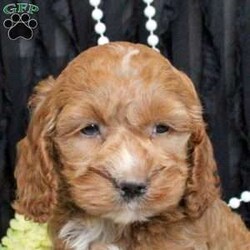 Wrenley/Cockapoo									Puppy/Female	/11 Weeks,Wrenley is a smart Cockapoo puppy who loves to have fun! This playful little girl has a gentle disposition and is sweet as can be! She is socialized and being raised by a family with children, preparing to be the best sidekick! Wrenley comes home microchipped and with a 30 day health guarantee plus an extended genetic health guarantee, both provided by the breeder. This sweetie has been seen by a vet and is up to date on shots and de-wormer. Wrenley is ready to meet you!