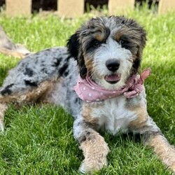 Briggs/Mini Bernedoodle									Puppy/Male	/6 Weeks,Briggs is a handsome male F1B Mini Bernedoodle with a sweet, friendly personality. He loves people, enjoys attention, and is great with kids! He is expected to be approximately 16–27 lbs full grown, making him a wonderful size for a family companion. Briggs will be ready to go home October 5th!