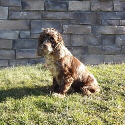 Molly/Cockapoo									Puppy/Female	/8 Weeks,Prepare to fall in LOVE!! My name is Molly and I would love to come home with you! I am sure with one look into my warm, sweet eyes and I’ll be sure I will have captured your heart already! I am very happy, playful and very kid friendly! I stand out above the rest with my beautiful chocolate coat and my sweet teddy bear face! Full of personality and always ready to give amazing puppy kisses, I would love to fill your home with all of my puppy love! I have been vet checked and I am up to date on vaccinations and dewormings and I will also come with a 1-year guarantee with the option of extending it to a 3-year guarantee. Shipping is available anywhere in the USA! My mother is Dixie, a sweet, loving 25# Cocker Spaniel, and my father is Cooper, our adorable 10# AKC genetic clear mini poodle! That makes me an F1 cockapoo and I will grow to approx. 13-18# and I will be hypoallergenic and nonshedding!! Why wait when you know I am meant to be yours? Call or text Martha to make me the newest addition to your family and get ready to spend a lifetime of tail wagging fun! (7% sales tax on in home pickups)