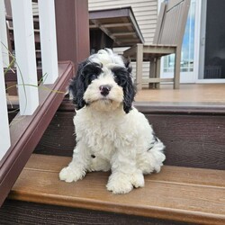 Molly/Cavapoo									Puppy/Female	/11 Weeks,Molly is the only sweet little girl of the bunch. She is adorable and playful! She loves cuddling and gives plenty of kisses! Molly’s mother Princess is a quiet yet playful mini poodle weighing around 14 lbs. Her father is Alfie a sweet king Charles Cavalier weighing about 16lbs. Our puppies are loved upon from the day they are born! They are well socialized and enjoyed by our family! Molly was checked by our vet and she has a clean bill of health. She has been started on her vaccinations and dewormed regularly. If your looking for a sweet friend Molly’s the one! 