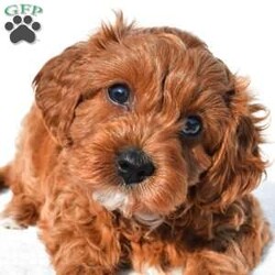 Bella/Cavapoo									Puppy/Female	/7 Weeks,Meet Bella, she will melt your heart with her cuteness, super sweet loving temperament and personality. 