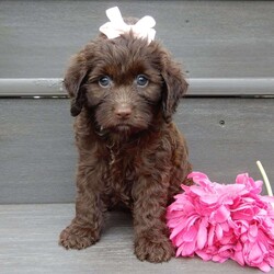 Molly/Cockapoo									Puppy/Female	/8 Weeks,Prepare to fall in LOVE!! My name is Molly and I would love to come home with you! I am sure with one look into my warm, sweet eyes and I’ll be sure I will have captured your heart already! I am very happy, playful and very kid friendly! I stand out above the rest with my beautiful chocolate coat and my sweet teddy bear face! Full of personality and always ready to give amazing puppy kisses, I would love to fill your home with all of my puppy love! I have been vet checked and I am up to date on vaccinations and dewormings and I will also come with a 1-year guarantee with the option of extending it to a 3-year guarantee. Shipping is available anywhere in the USA! My mother is Dixie, a sweet, loving 25# Cocker Spaniel, and my father is Cooper, our adorable 10# AKC genetic clear mini poodle! That makes me an F1 cockapoo and I will grow to approx. 13-18# and I will be hypoallergenic and nonshedding!! Why wait when you know I am meant to be yours? Call or text Martha to make me the newest addition to your family and get ready to spend a lifetime of tail wagging fun! (7% sales tax on in home pickups)