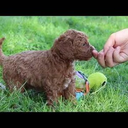 Sage/Cockapoo									Puppy/Female	/7 Weeks,Introducing an adorable F1B Cockapoo named Sage! This sweet girl is the definition of  sweet and lovable—always ready to greet people with tail wags and snuggles. She has a playful side too, especially when there’s a toy involved or a new spot to explore. With her soft, wavy coat and warm eyes, she knows exactly how to melt hearts. Whether it’s joining in on adventures or curling up for a cozy nap, this little one may just be the perfect little sidekick for your family!