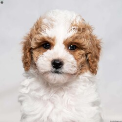 Unique/Cavapoo									Puppy/Male	/12 Weeks,Each puppy is unique but this one lives up to his name! Unique is handsome Cavapoo puppy looking for a fur-ever home! He will be ready to go with you on your summer vacations and adventures! He will come with a crate, Rockefeller Doodles puppy tag, small puppy bed, collar, leash, toy, blanket, and small bag of dog food.He also will be microchipped, up to date on vaccinations, vet checked, come with a 30 day health guarantee plus a 3 year genetic guarantee. He is f1b Cavapoo