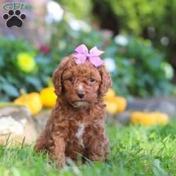 Sage/Cockapoo									Puppy/Female	/7 Weeks,Introducing an adorable F1B Cockapoo named Sage! This sweet girl is the definition of  sweet and lovable—always ready to greet people with tail wags and snuggles. She has a playful side too, especially when there’s a toy involved or a new spot to explore. With her soft, wavy coat and warm eyes, she knows exactly how to melt hearts. Whether it’s joining in on adventures or curling up for a cozy nap, this little one may just be the perfect little sidekick for your family!