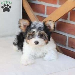 Charlie/Yorkie									Puppy/Male	/July 8th, 2026,Charlie is one of four and his litter, his approximate adult weight is 4 to 5 pounds. 