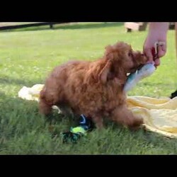Nash/Cavapoo									Puppy/Male	/12 Weeks,Hi, my name is Nash! I am an adorable F1B Cavapoo puppy who was born on June 29, 2026. I am a sweet, happy little guy with a loving personality and a wonderful temperament. I have been well socialized and absolutely love being around people. Whether I’m getting attention, playing with my toys, exploring my surroundings, or simply relaxing with my favorite people, I’m happiest when I’m part of the action!