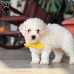Rocky/Bichon Frise									Puppy/Male	/7 Weeks,Meet Rocky, an adorable AKC Bichon Frise puppy with a sweet personality, fluffy coat, and irresistible little face! Playful, affectionate, and curious, this lovable puppy enjoys exploring, playing with toys, and getting plenty of attention. With a gentle and happy nature, this little companion loves being around people and is sure to bring lots of love, fun, and cuddles to a forever home.